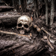 Imagen para el artículo titulado Un time-lapse de 17 meses a un cadáver humano revela que se mueven después de la muerte
